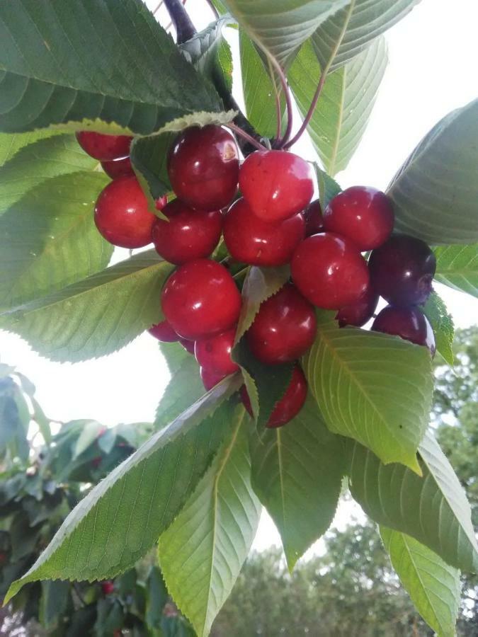Supramurgia Agribistrot Кассано-делле-Мурдже Екстер'єр фото